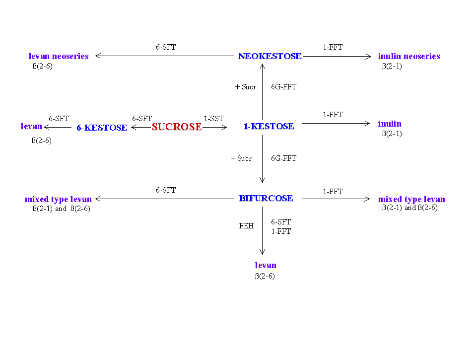 [model of fructan synthesis]