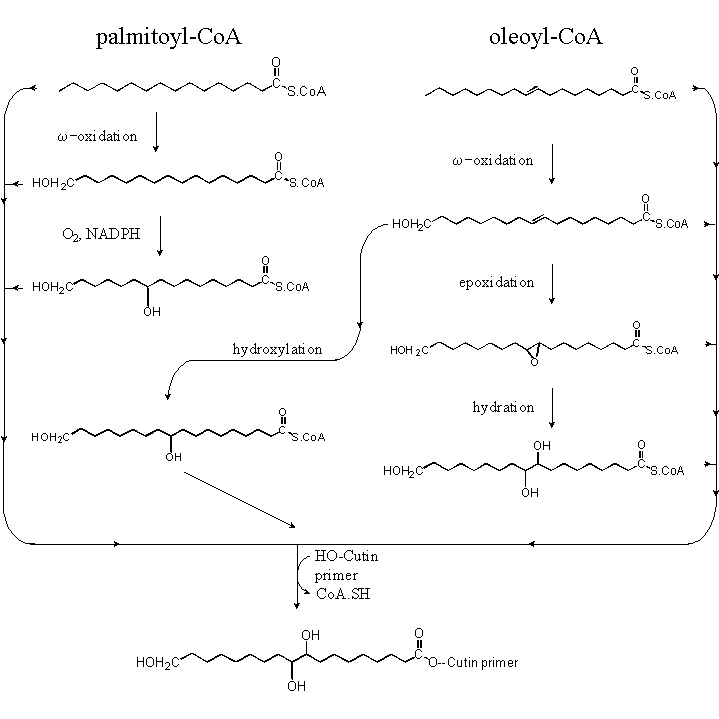 [Image of cutin synthesis, part 1]