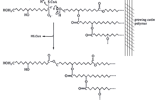 [Image of cutin synthesis, part 2]