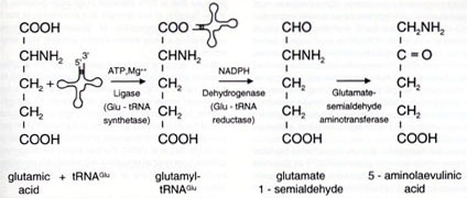 [Image 
of 5-aminolevulinic acid synthesis]