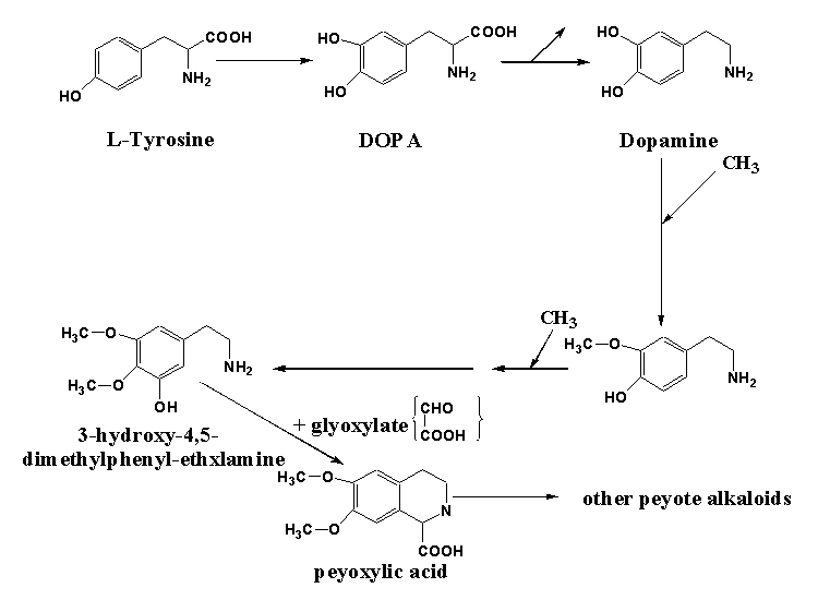 [peyote alkaloid synthesis]