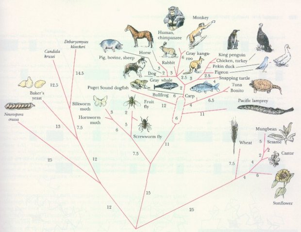 [phylogenetic tree]