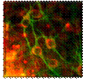 hilus pi + map-2