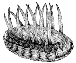 Reconstruction of wiwaxia