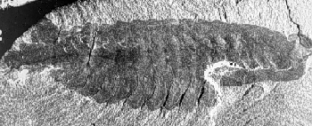 Fossil of opabinia