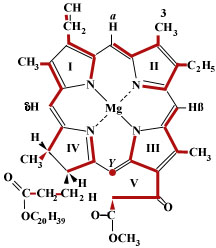[Image of the chlorophyll molecule]