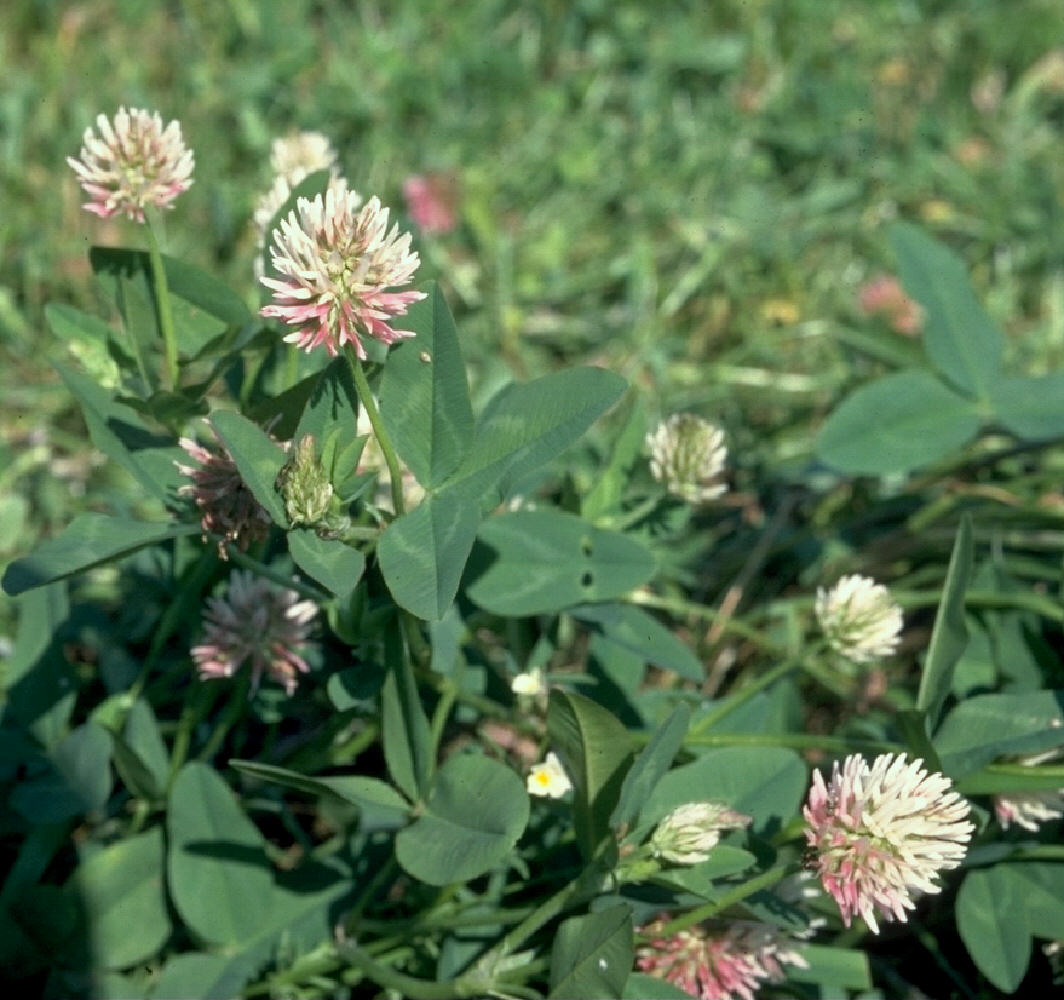 Kura Clover