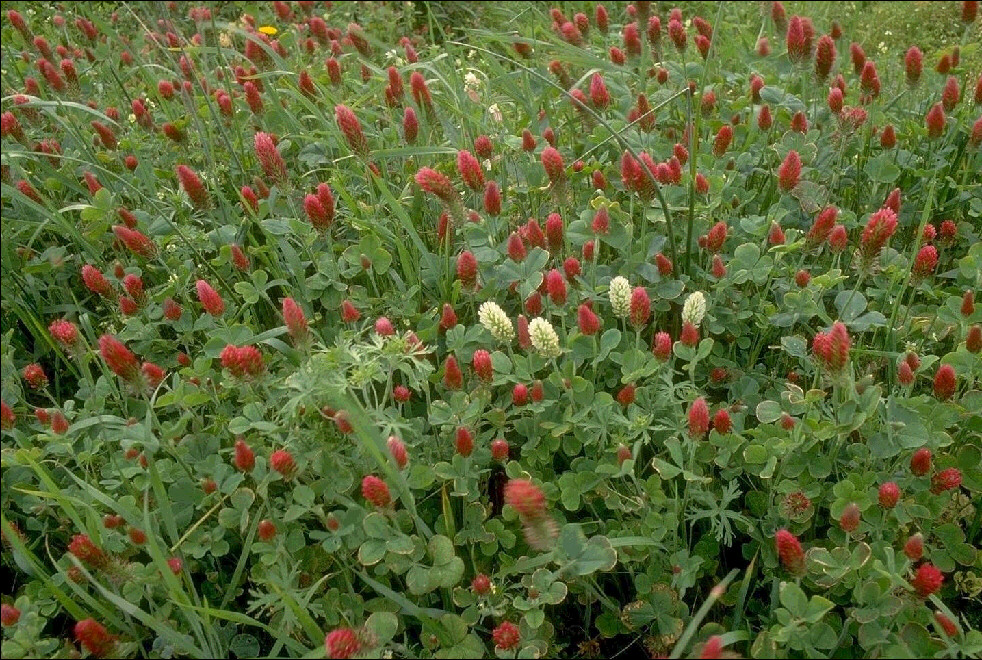 Crimson Clover