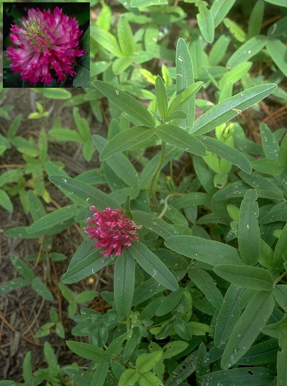 Zigzag Clover