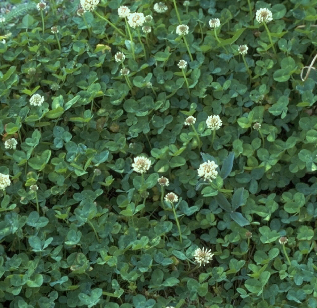 White Clover