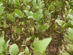 photo of soybean rust on field at R6 growth stage