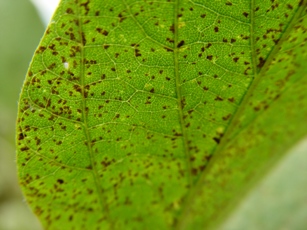 A photo of mature soybeans in the field - by Claudia Godoy