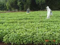 Photo showing the first fungicide application on a soybean field in Londrina.