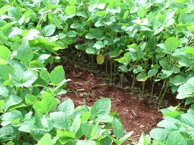 photo showing the soybean plants from a segment of one sampling row (0.5 m2 area) are cut off at ground level