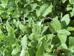 Photo showing soybeans plants with a thick canopy.