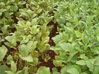 photo of soybean plants in R2 growth stage showing marked difference in untreated plants and fungicide treated plants one row apart