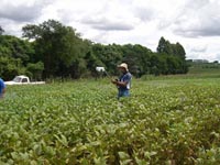 photo of project team member in a soybean field taking a measurement with the green seeker to quantify defoliation