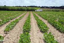 photo showing a portion of a Georgia test plot in July showing immature soyblean plants