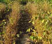 photo showing early exposure SBR plants with near complete loss of leaves