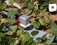 photo of LI-6400 measuring leaflet leaf photosynthesis