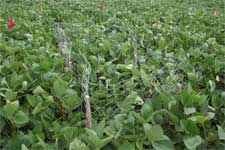 photo showing chicken wire cages used in soybean field to mark a leaf collection area