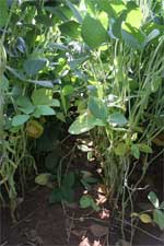 photo showing healthy soybean plants with a dense canopy and a height of four feet in July