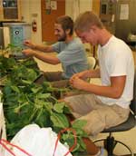 photo of interns in lab pulling leaves from LAI samples