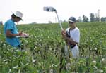 photo of researchers taking NDVI measurents with Green Seeker in 100% defoliation plot