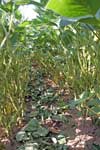 photo showing below the canopy of the defolitation plants in mid August