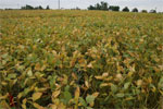 photo of control test plot taken September 20th