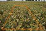 photo of 33% defoliation plot taken September 20th