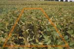 photo of 66% defoliation plot taken September 20th