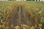 photo of 100% defoliation plot taken September 20th