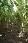 photo of underneath the control canopy showing little light passing to the ground