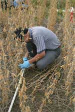 photo of intern cutting out plants from harvest area