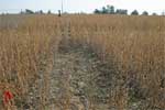 photo showing empty (cleared) plot after harvest