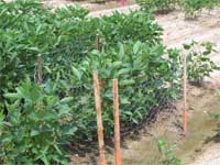 photo showing a portion of a test plot bounded by chicken wire