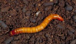 wireworm