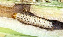 southwestern corn borer