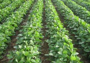soybean 30 inch rows