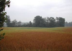 soybean drought