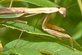 Praying Mantid