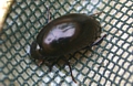 Water Scavenger Beetle