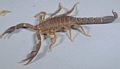 Southern Devil Scorpion