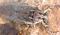 Giant Water Bug