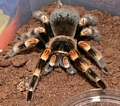 Mexican red-knee tarantula