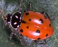 Lady Beetle