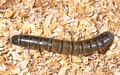 Mealworm