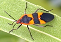 Milkweed Bug