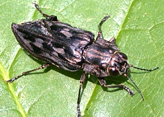 Metallic wood-boring beetle